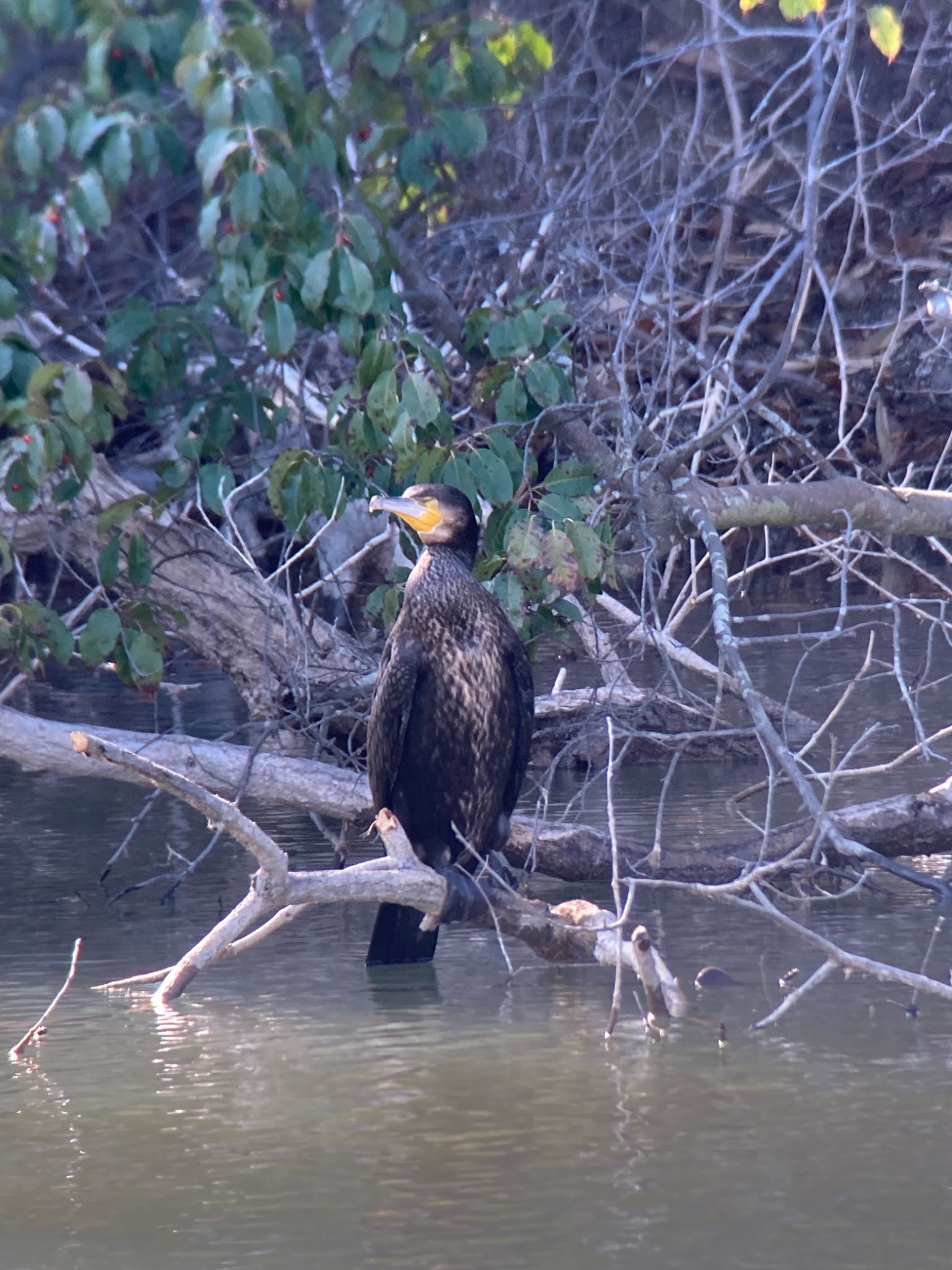 生駒市小平尾町 カワウの写真 by  takatang