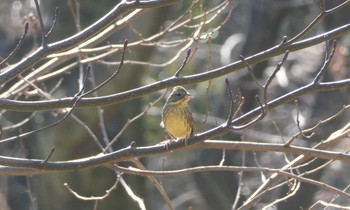 アオジ 東京港野鳥公園 2024年2月3日(土)