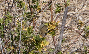 Japanese Bush Warbler Tokyo Port Wild Bird Park Sat, 2/3/2024