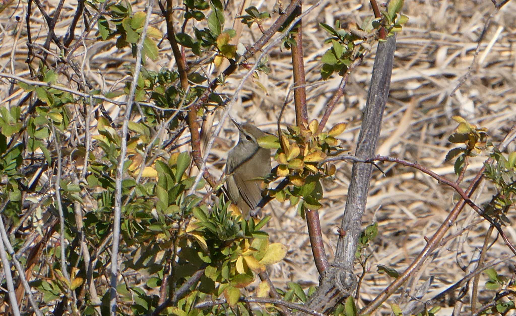 Japanese Bush Warbler