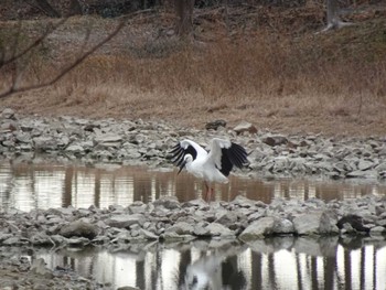 コウノトリ 昆陽池公園 2024年2月3日(土)