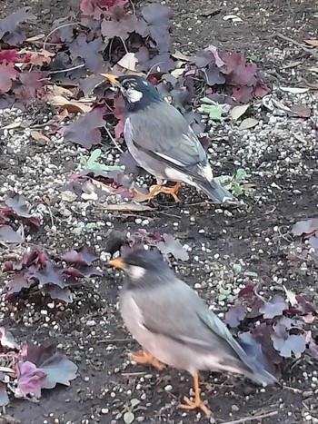 White-cheeked Starling 東京ディズニーランド Sat, 2/3/2024