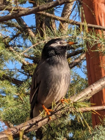 White-cheeked Starling 東京ディズニーランド Sat, 2/3/2024