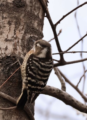 Japanese Pygmy Woodpecker 甲山森林公園 Sat, 2/3/2024