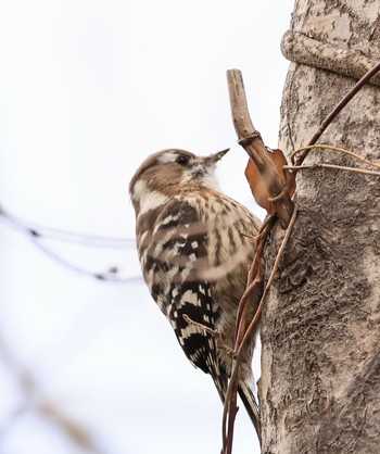 Japanese Pygmy Woodpecker 甲山森林公園 Sat, 2/3/2024