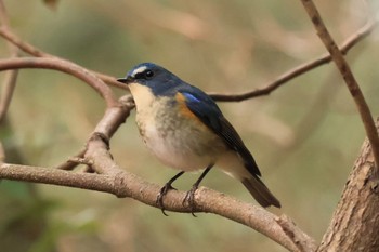 Red-flanked Bluetail 甲山森林公園 Sat, 2/3/2024