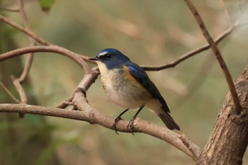 Red-flanked Bluetail 甲山森林公園 Sat, 2/3/2024