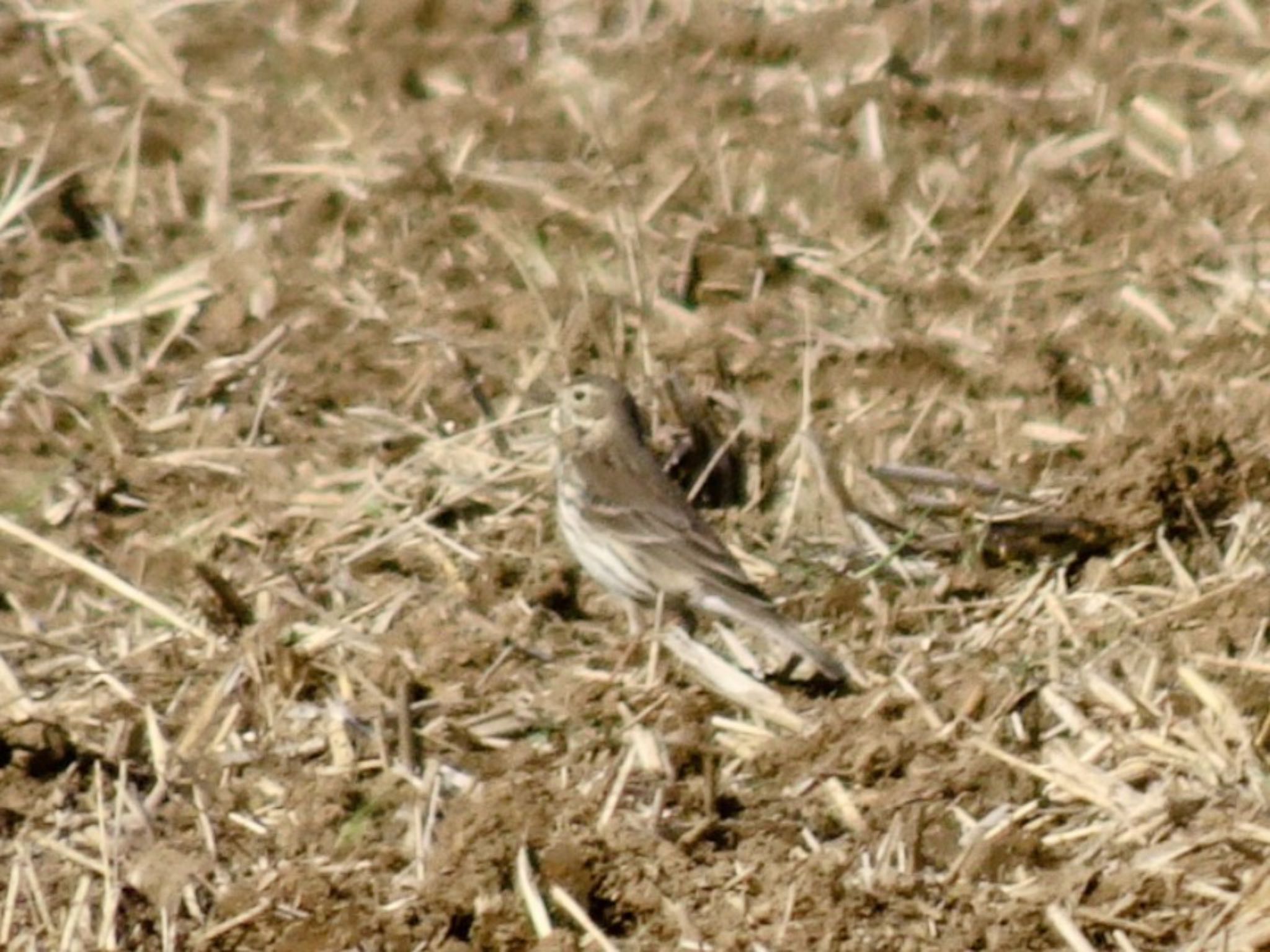 Photo of Water Pipit at 平塚田んぼ by ts04