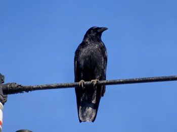 Carrion Crow 平塚田んぼ Sat, 2/3/2024