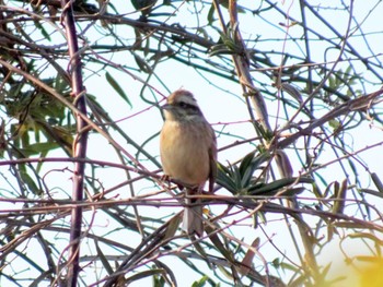 Meadow Bunting 平塚田んぼ Sat, 2/3/2024