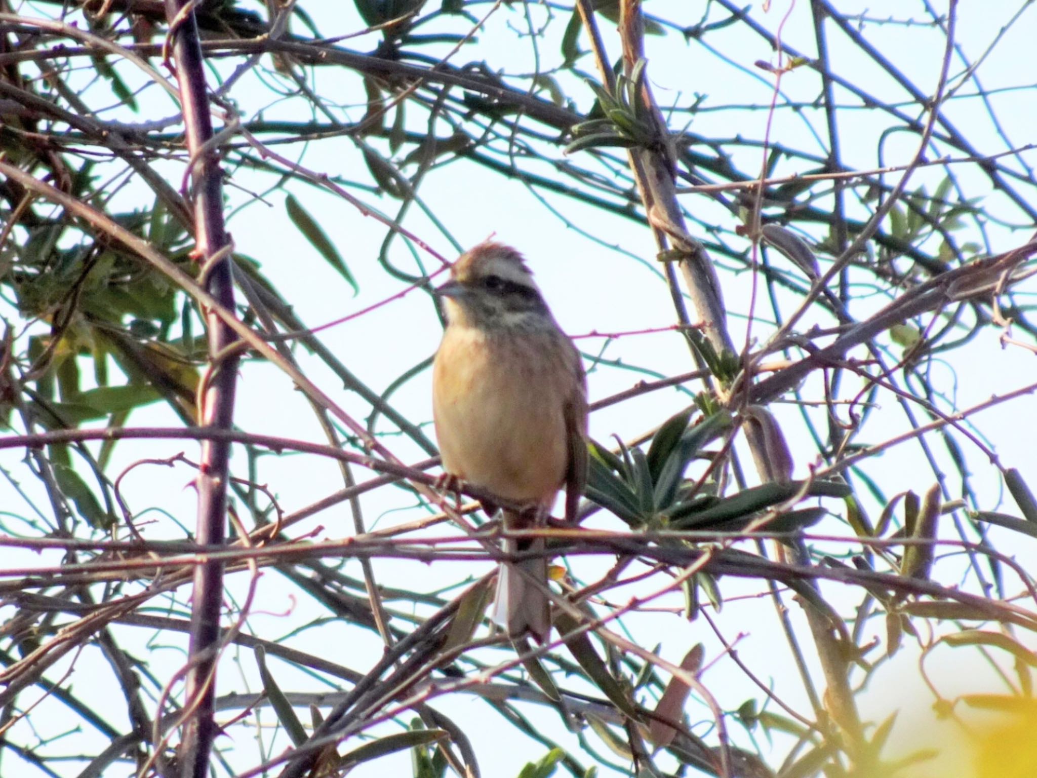 Photo of Meadow Bunting at 平塚田んぼ by ts04