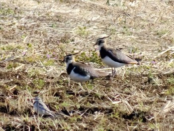 Northern Lapwing 平塚田んぼ Sat, 2/3/2024