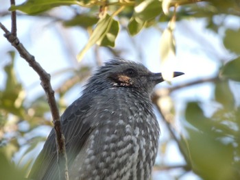 Brown-eared Bulbul 染井霊園 Sat, 2/3/2024