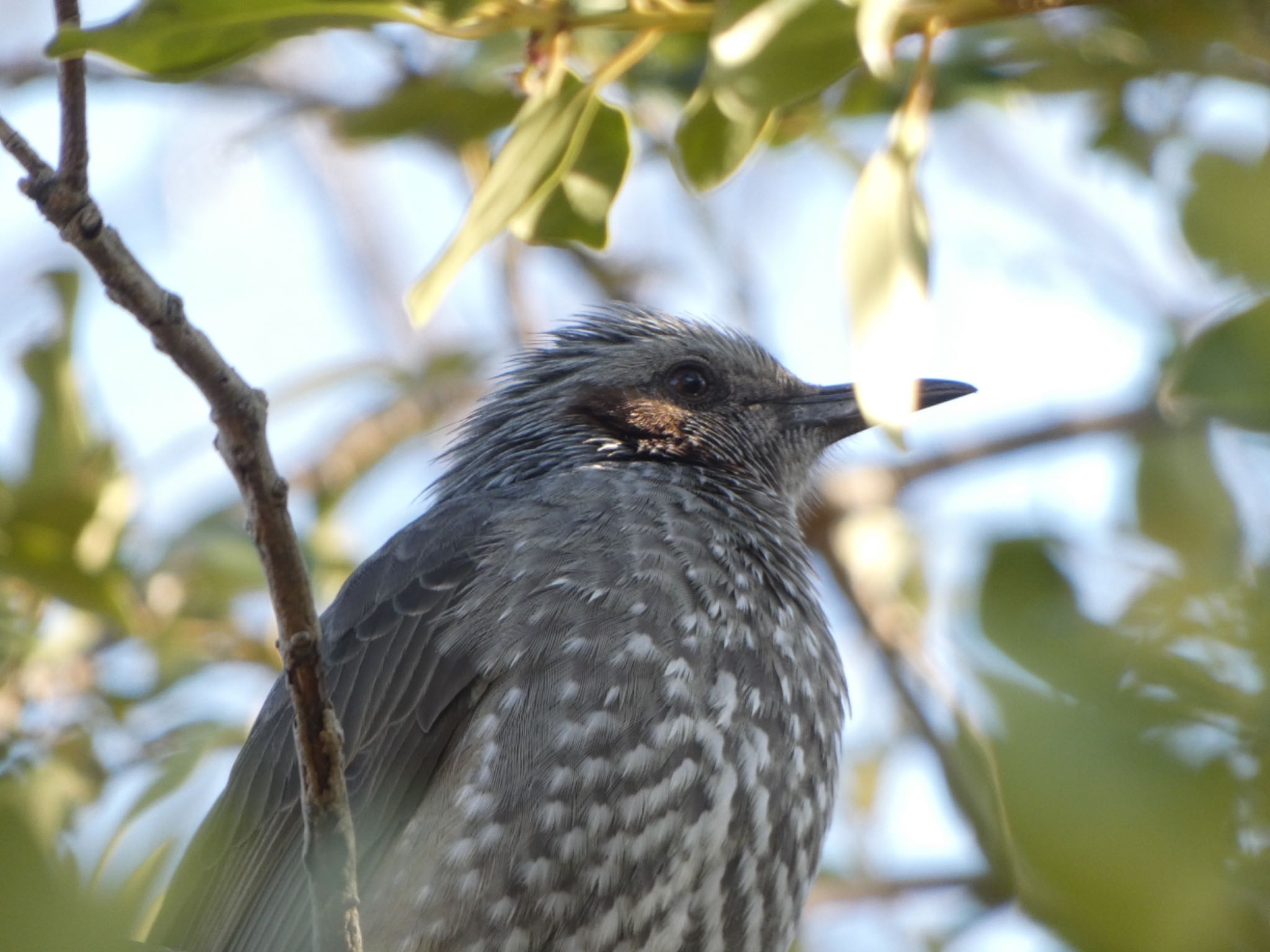 Photo of Brown-eared Bulbul at 染井霊園 by shu118