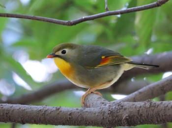 Red-billed Leiothrix 静岡市 Sat, 2/3/2024