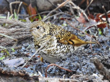 トラツグミ 各務野自然遺産の森 2024年2月3日(土)