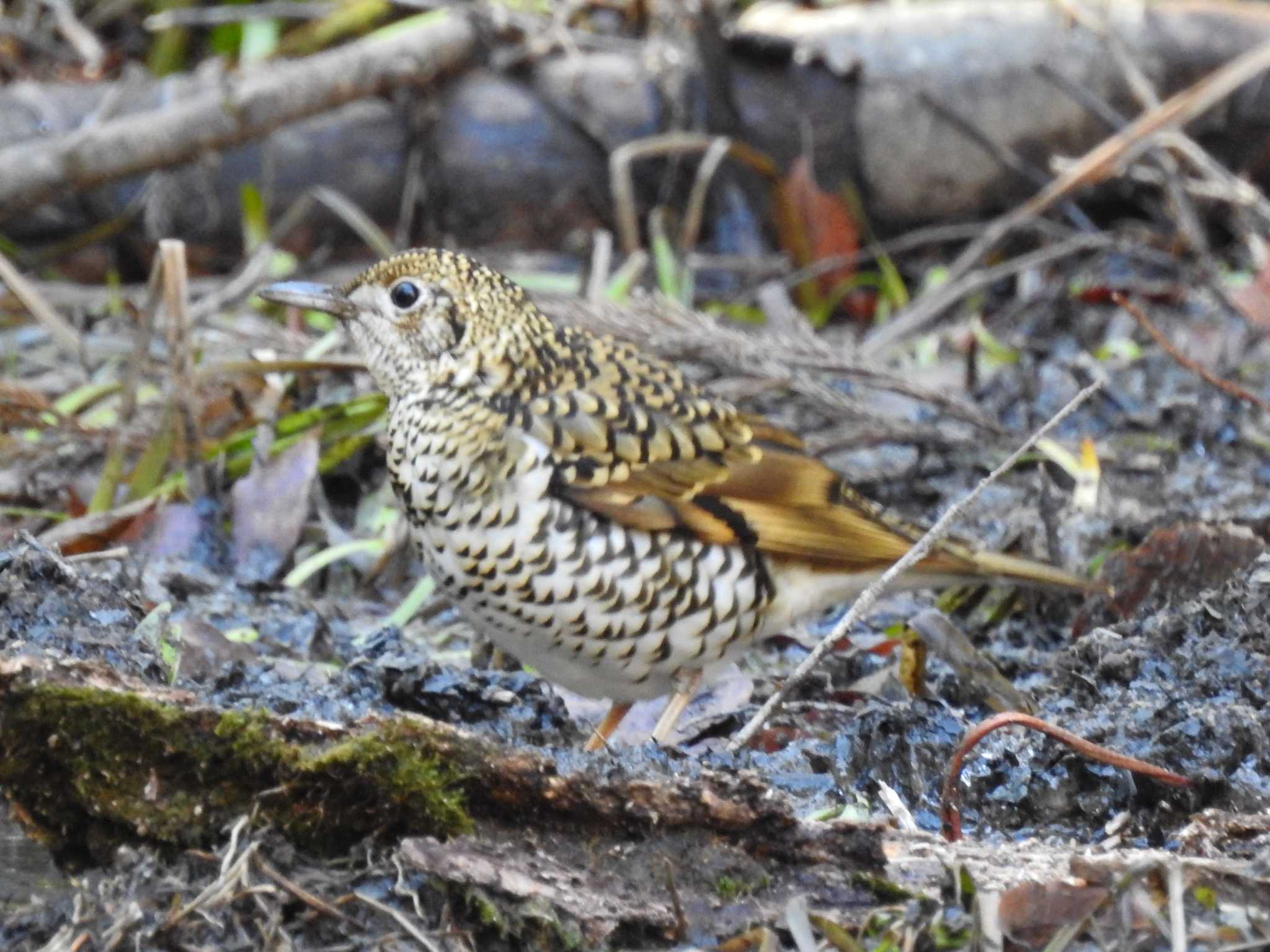 White's Thrush