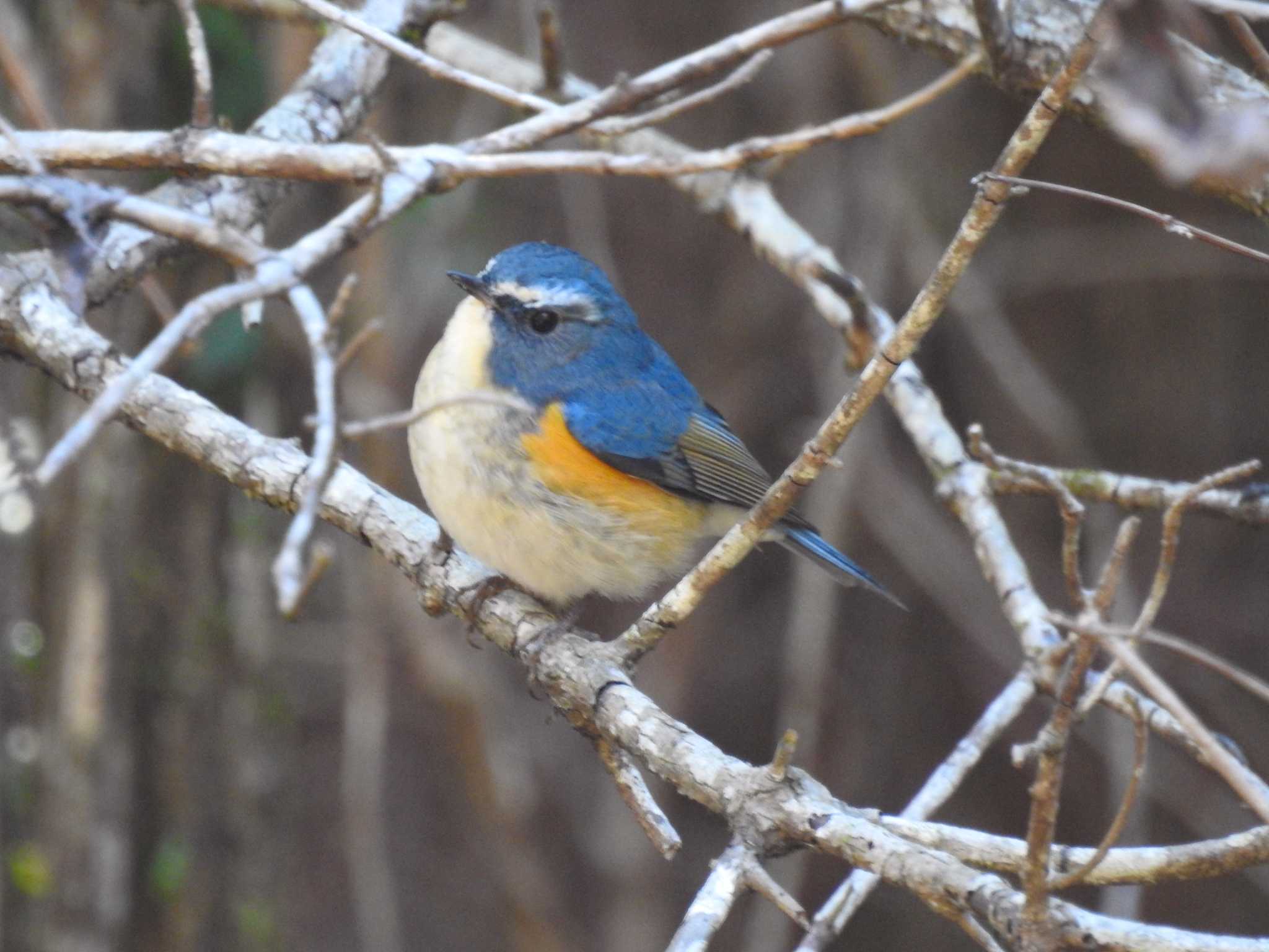 Red-flanked Bluetail