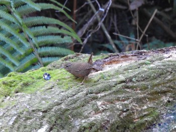 ミソサザイ 各務野自然遺産の森 2024年2月3日(土)