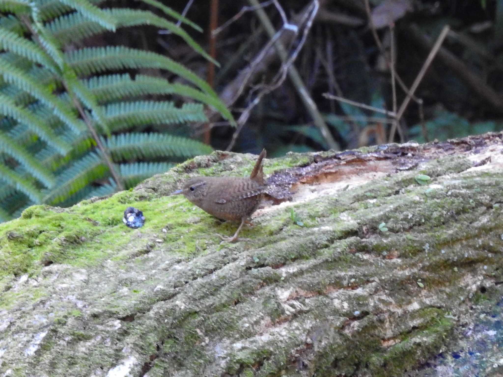 Eurasian Wren