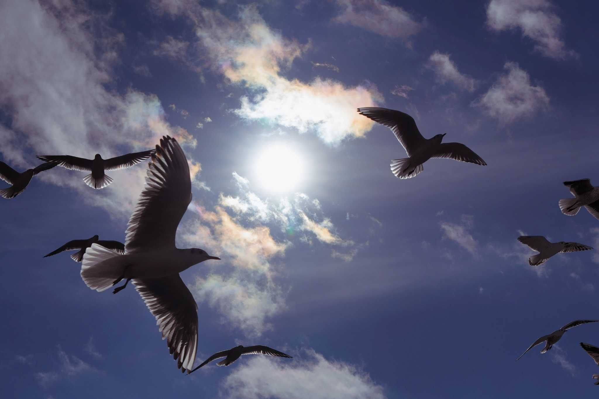 Photo of Black-headed Gull at 浜名湖 by ヒラメちゃん