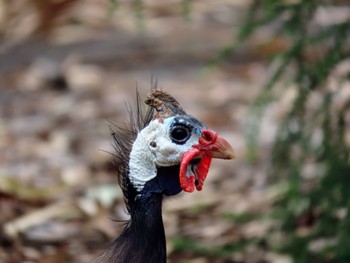 Helmeted Guineafowl Nurragingy Reserve, Doonside, NSW, Australia Sat, 2/3/2024