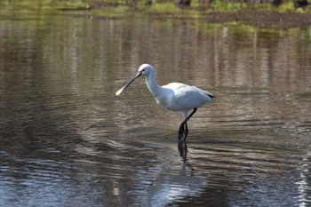 Eurasian Spoonbill 江津湖 Thu, 2/21/2019