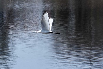 ヘラサギ 江津湖 2019年2月21日(木)