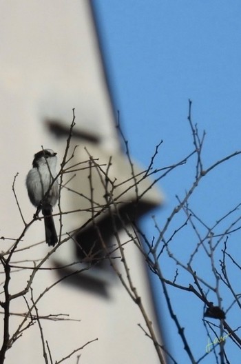 Long-tailed Tit 木曽川河跡湖公園 Sat, 2/3/2024