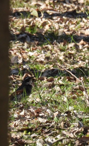 Dusky Thrush 木曽川河跡湖公園 Sat, 2/3/2024