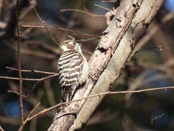 Japanese Pygmy Woodpecker 木曽川河跡湖公園 Sat, 2/3/2024