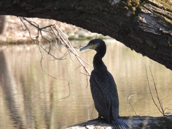 Great Cormorant 木曽川河跡湖公園 Sat, 2/3/2024