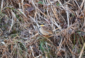 Yellow-throated Bunting 多摩森林科学園 Sat, 2/3/2024