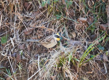 2024年2月3日(土) 多摩森林科学園の野鳥観察記録