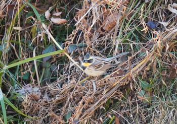 Yellow-throated Bunting 多摩森林科学園 Sat, 2/3/2024