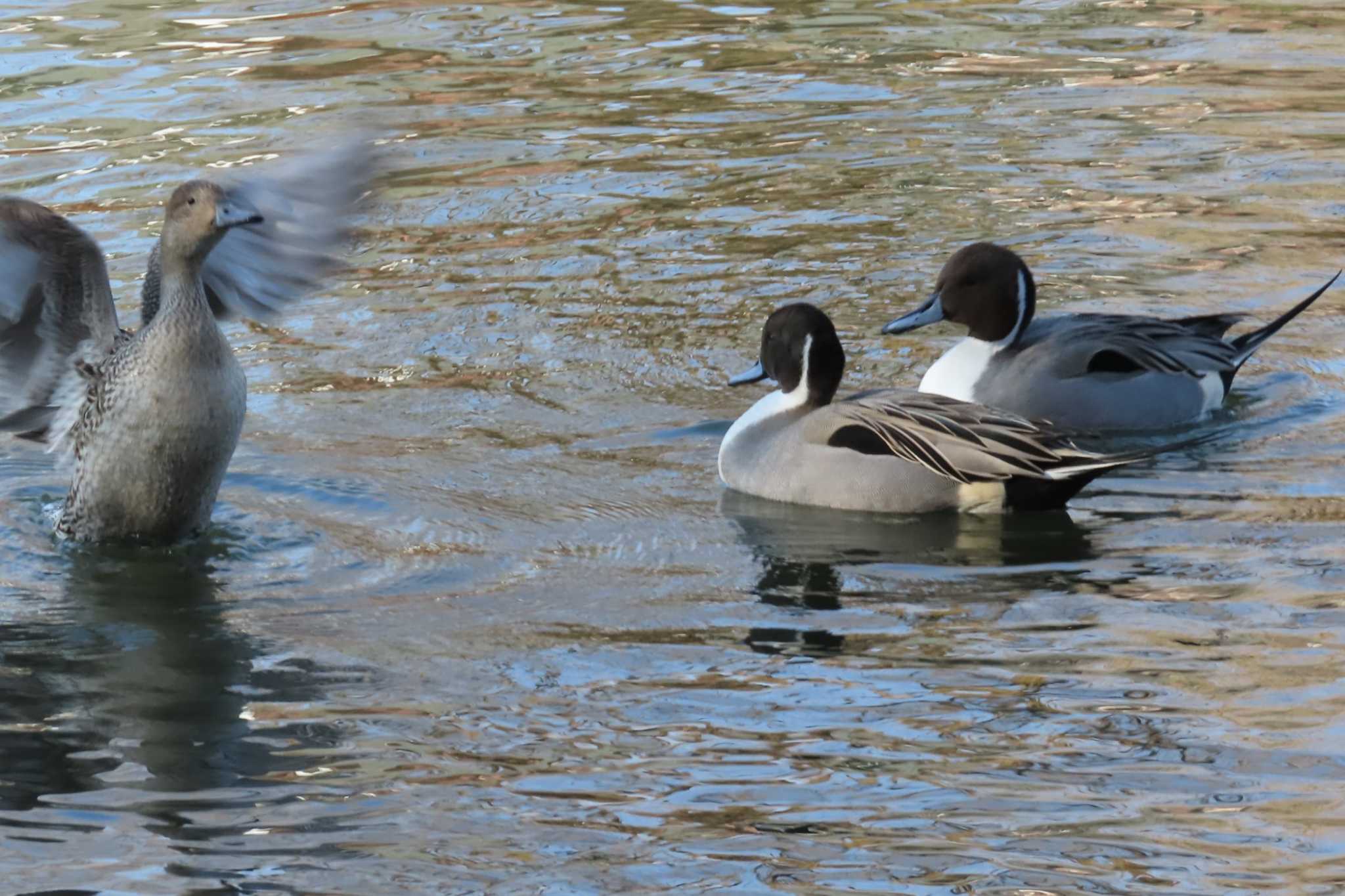 石神井公園 オナガガモの写真 by ほおじろうず