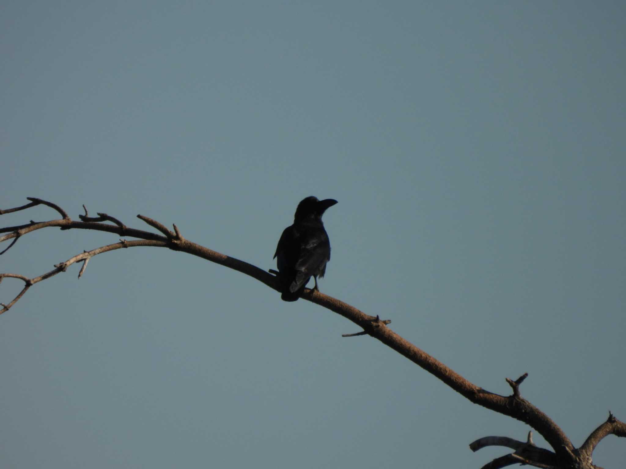 東京港野鳥公園 ハシブトガラスの写真 by ミサゴ好き🐦