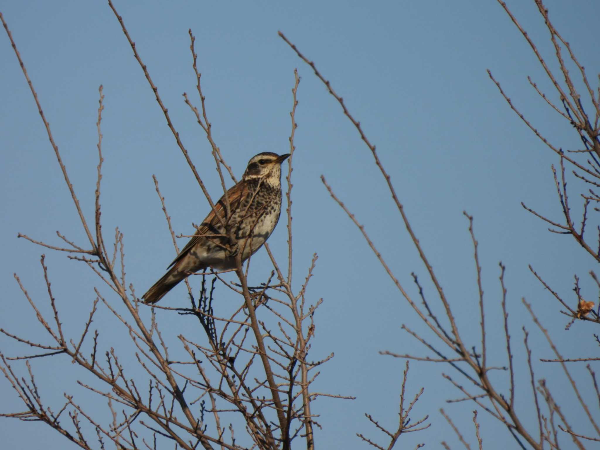 東京港野鳥公園 ツグミの写真 by ミサゴ好き🐦