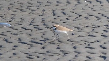 Kentish Plover Sambanze Tideland Sat, 2/3/2024