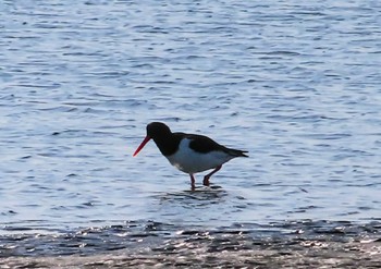 Eurasian Oystercatcher Sambanze Tideland Sat, 2/3/2024