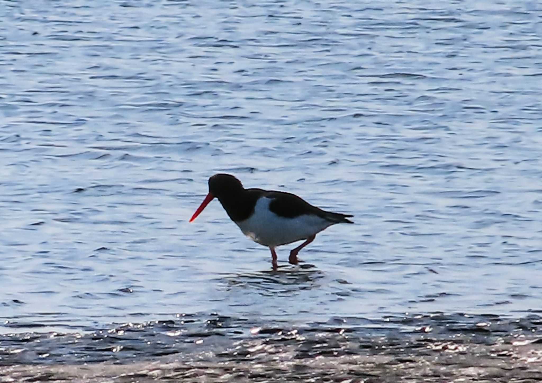 Photo of Eurasian Oystercatcher at Sambanze Tideland by ゆき