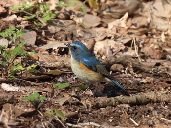 2024年2月3日(土) 茅ヶ崎里山公園の野鳥観察記録