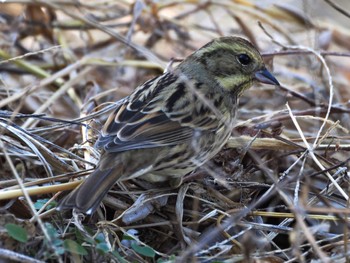 Masked Bunting 大堀川水辺公園 Sat, 2/3/2024