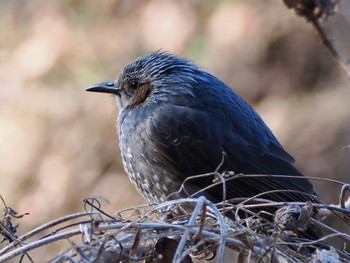 Brown-eared Bulbul 大堀川水辺公園 Sat, 2/3/2024