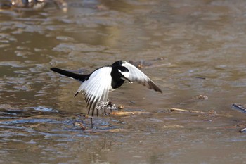 セグロセキレイ 北本自然観察公園 2024年2月3日(土)