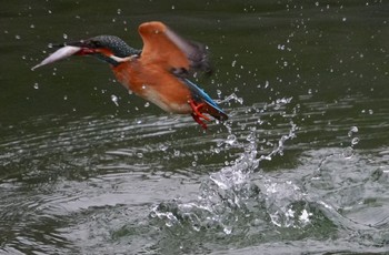 カワセミ 千里南公園 2024年2月3日(土)