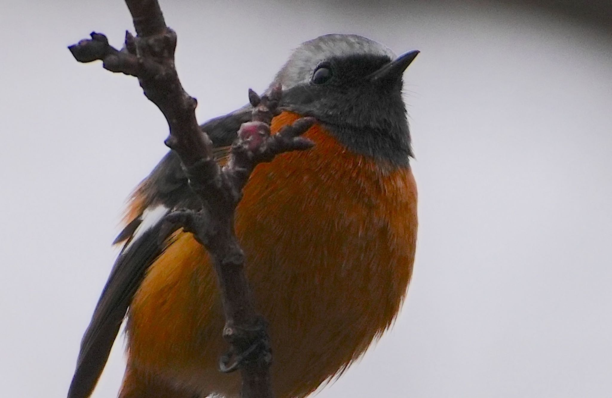 Daurian Redstart