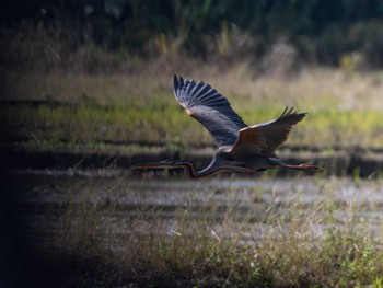 Tue, 1/30/2024 Birding report at Ishigaki Island