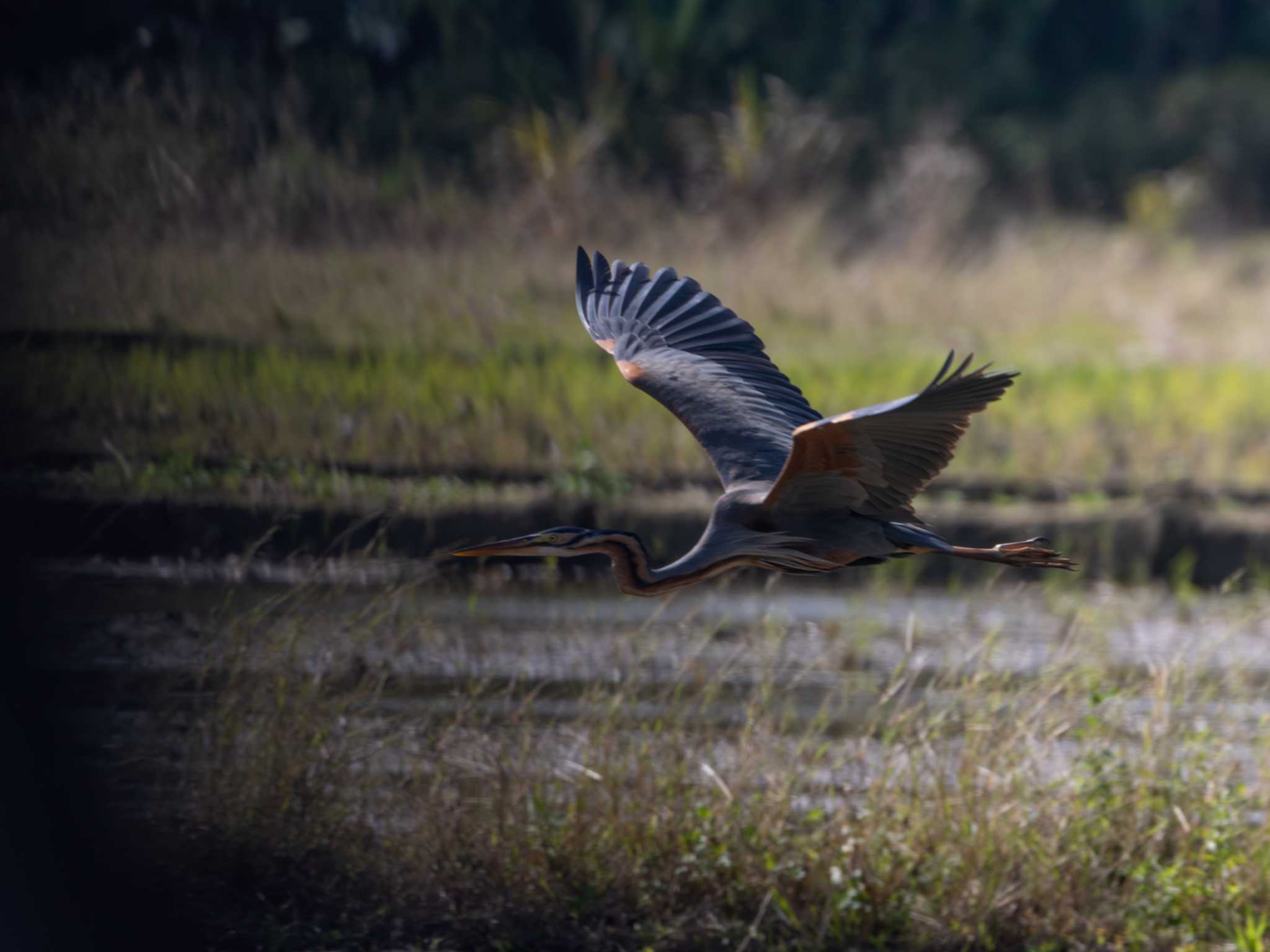 Photo of Purple Heron at Ishigaki Island by ふなきち