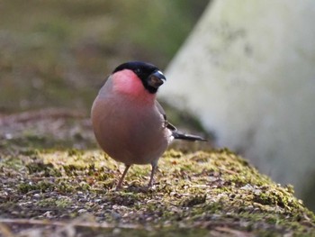 Eurasian Bullfinch(rosacea) 日向林道 Sat, 2/3/2024